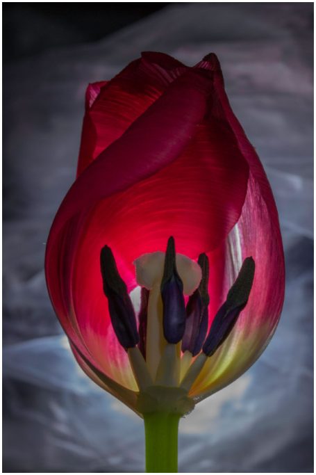 Tulpe